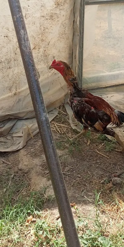 Dakan xoʻroz bir yillik 1