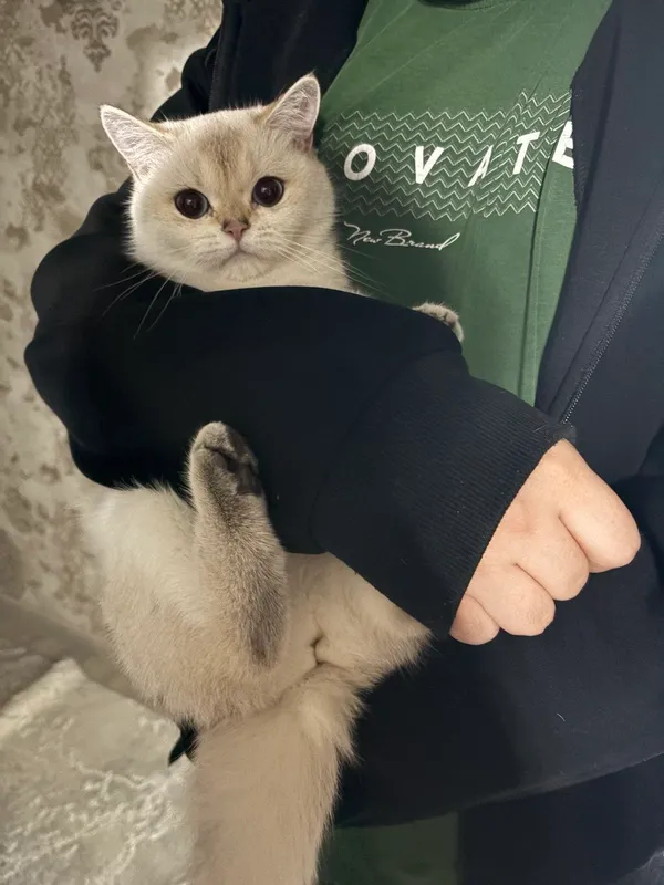 продаётся кошка серебристая шиншилла — фото 1