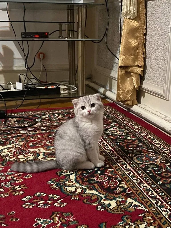 Серебристый шиншилла — фото 1