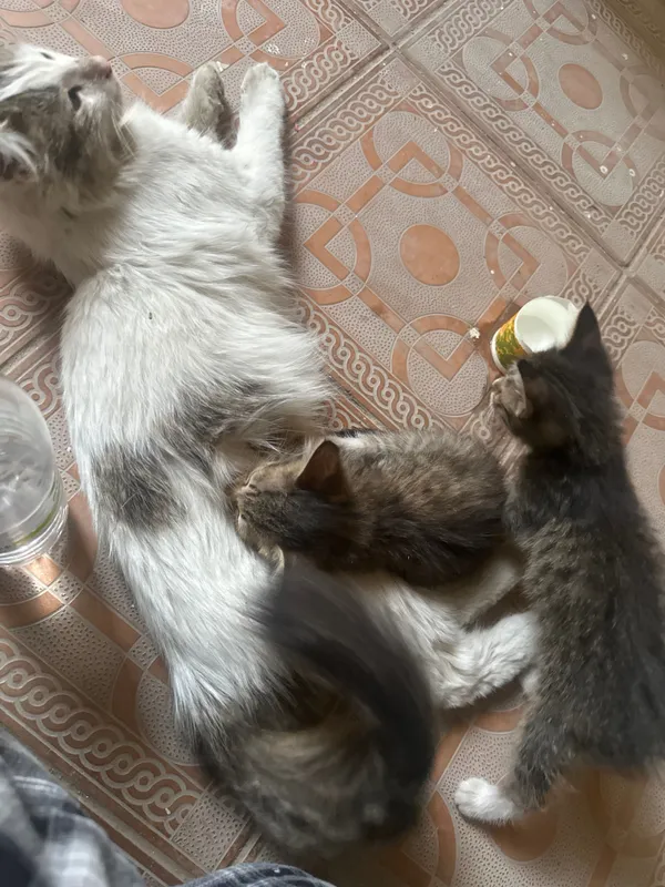 Кошка родила в подъезде, отдам даром котят 1 Кошка родила в подъезде, отдам даром котят 1