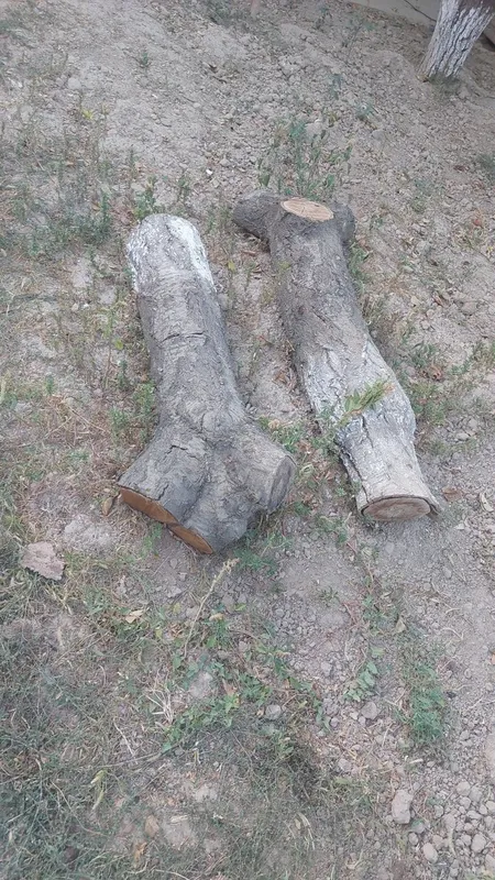 Mevali daraxtlar o'tin 3 Mevali daraxtlar o'tin 3