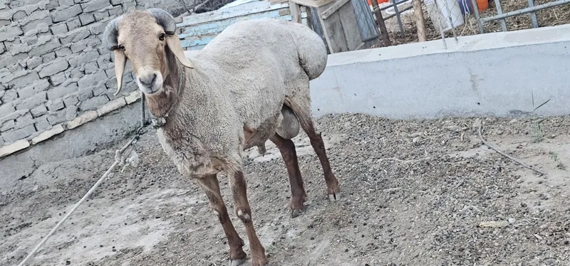 Arashan Zotli qo'chqor sotiladi "faqat zotga" — фото 1