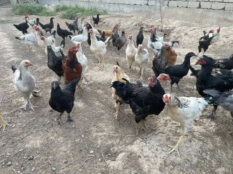Продам кур и петухов 4 Продам кур и петухов 4