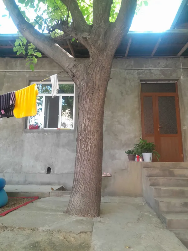 Yongor daraxti mebilchilaga