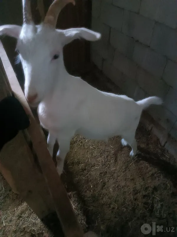 Urg'ochi echki va takacha sotiladi 1 Urg'ochi echki va takacha sotiladi 1