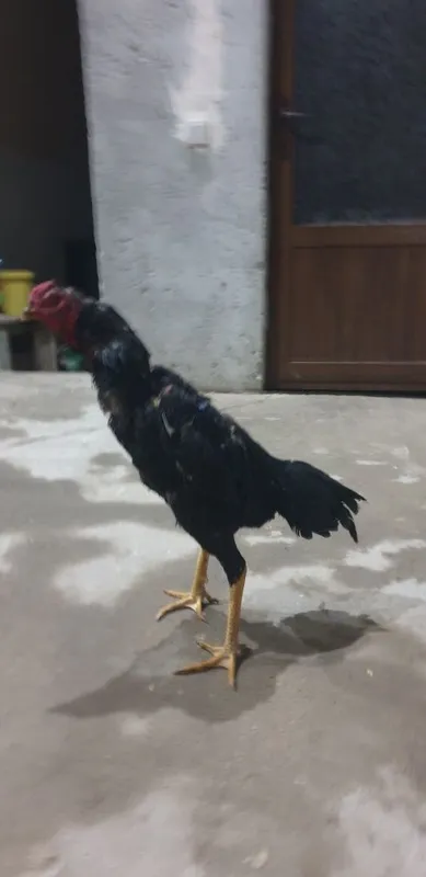 Kulangi dakan xuroz 2 Kulangi dakan xuroz 2