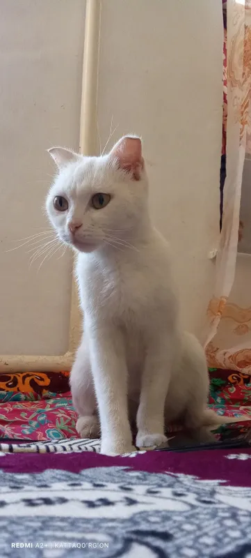 Toza zotli mushuk scottish fold oq rangli 1 Toza zotli mushuk scottish fold oq rangli 1