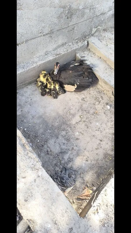 Indoutka va jo'jalari sotiladi 3 Indoutka va jo'jalari sotiladi 3