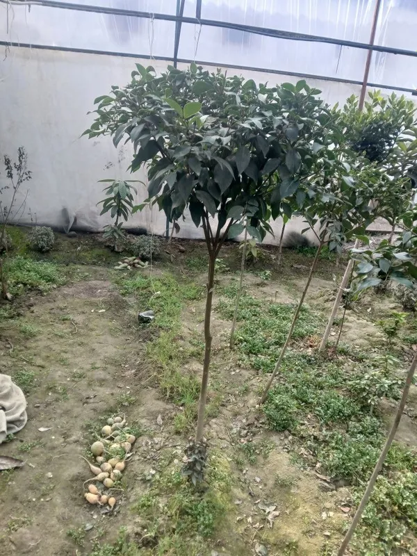 100% ishonchli Burichina kochatlari bor — фото 2