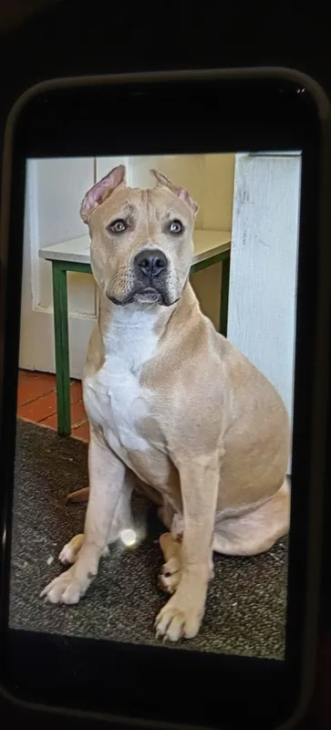 Pitbul, 20 oylik Pitbul, 20 oylik