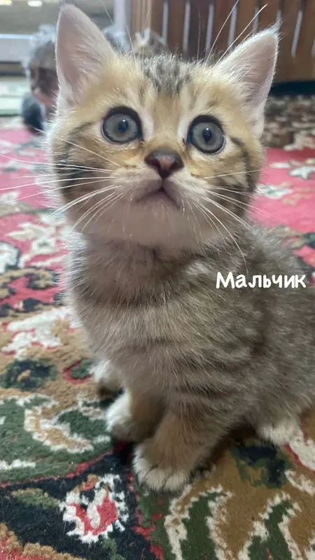 Продаются котята скотиш страйт