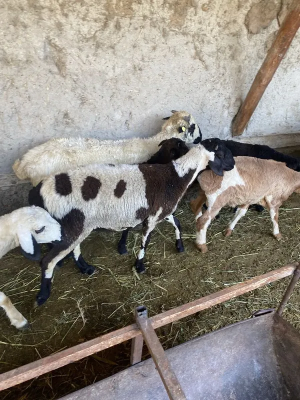 Qo’chqor barra sotiladi uyni moli yeb ichishi zor 3