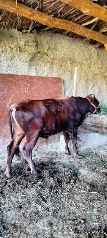 Buqacha sotiladi 2