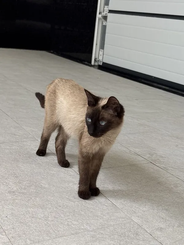 Отдам в добрые и заботливые руки красивую кошку с котятами.