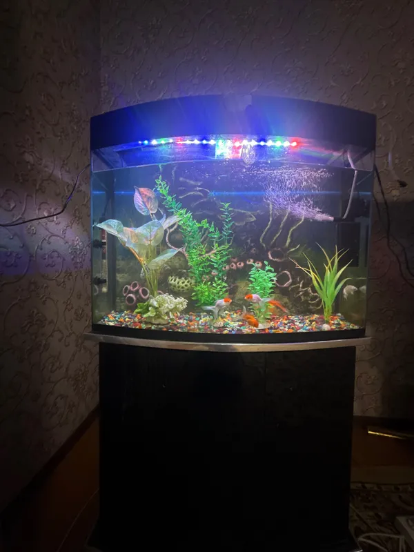 Yangi Akvarium baliqlari bilan sotiladi 1 Yangi Akvarium baliqlari bilan sotiladi 1