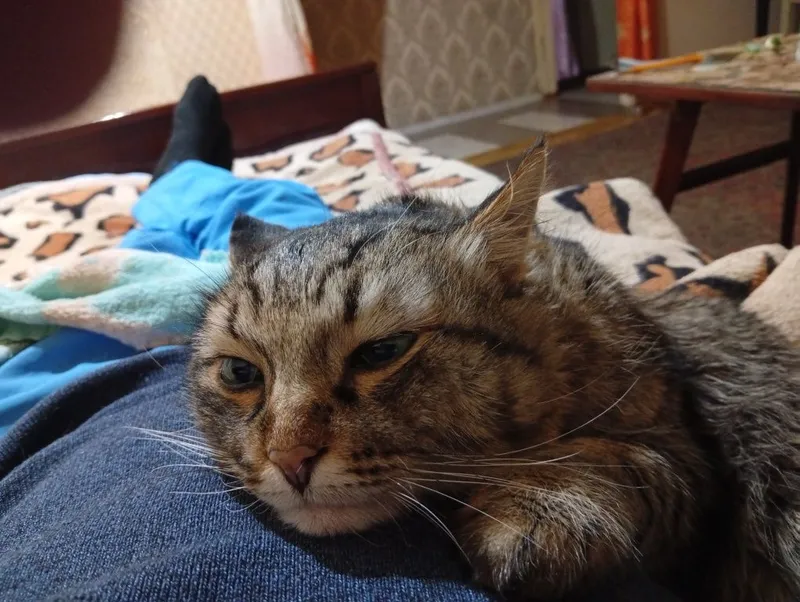 Адам ката хорошие руки