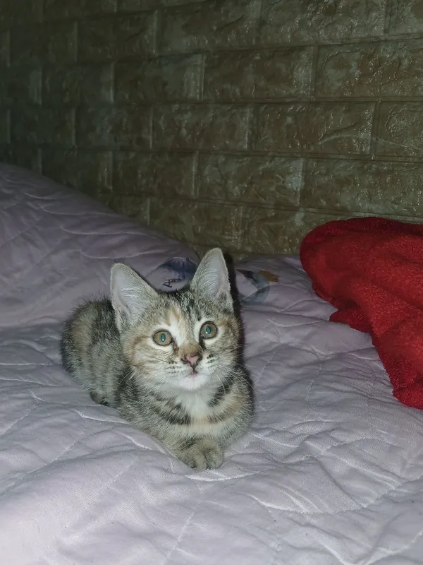 Котёнок отдаётся в добрые и ответственные руки — фото 2