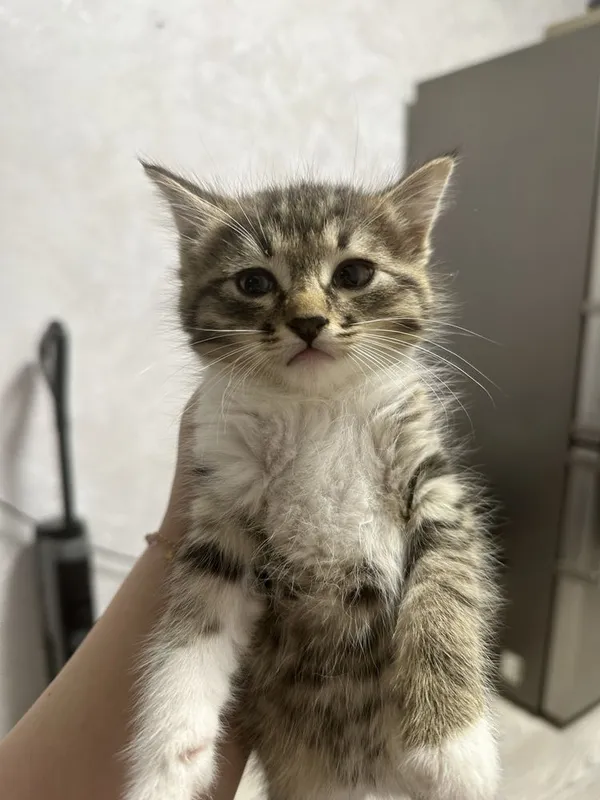 ОТДАЮ котят и их маму, котята на половину шиншила , БЕСПЛАТНО! Bepul! 8 ОТДАЮ котят и их маму, котята на половину шиншила , БЕСПЛАТНО! Bepul! 8