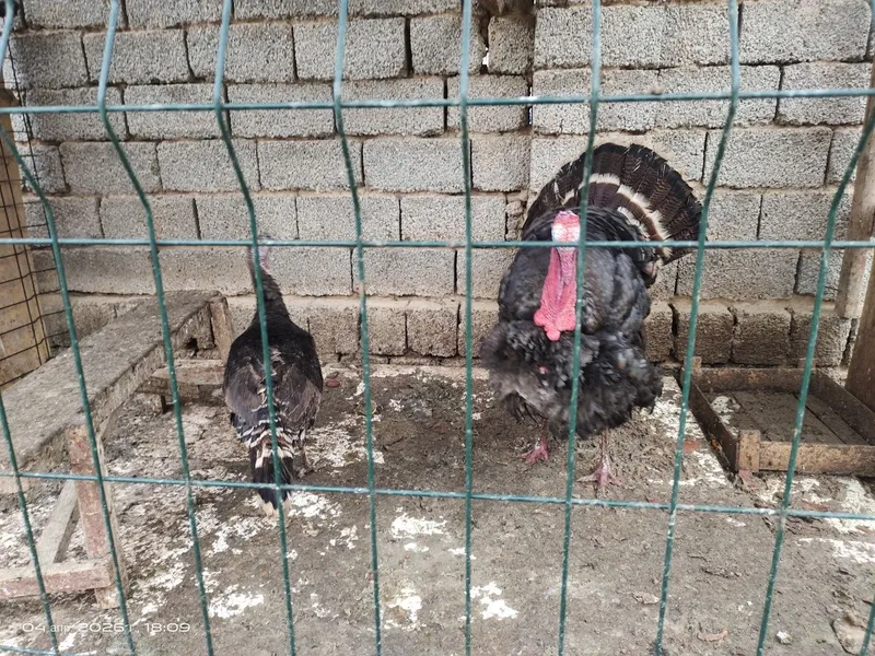 Kurka va tovuq sotiladi