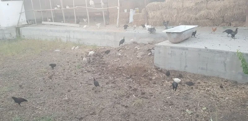 Samsun S8 kurkalar 3 Samsun S8 kurkalar 3