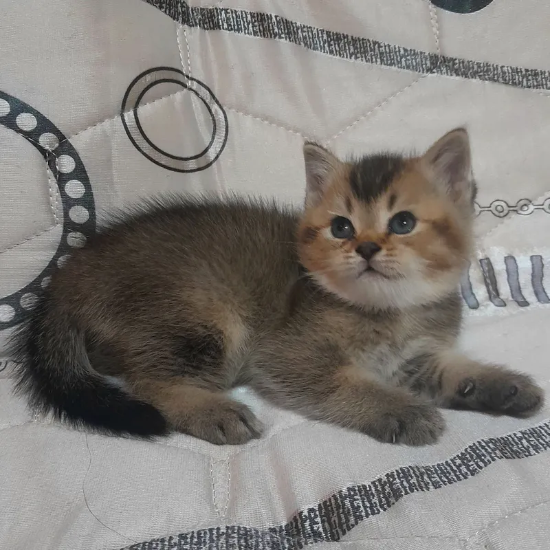 Продаются шикарные котята скотишстрайт,шиншилла. — фото 4