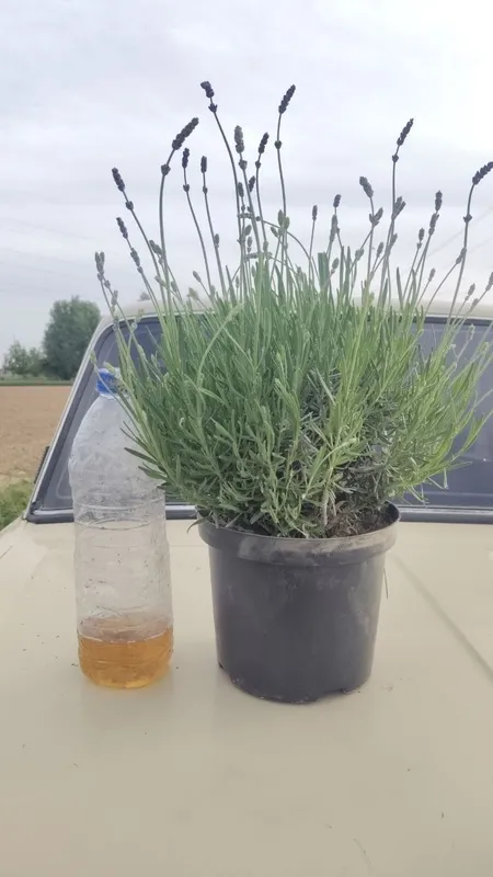 Lavanda guli bor 3