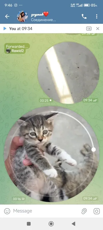 Hadiyaga mushu bolalari 5 Hadiyaga mushu bolalari 5