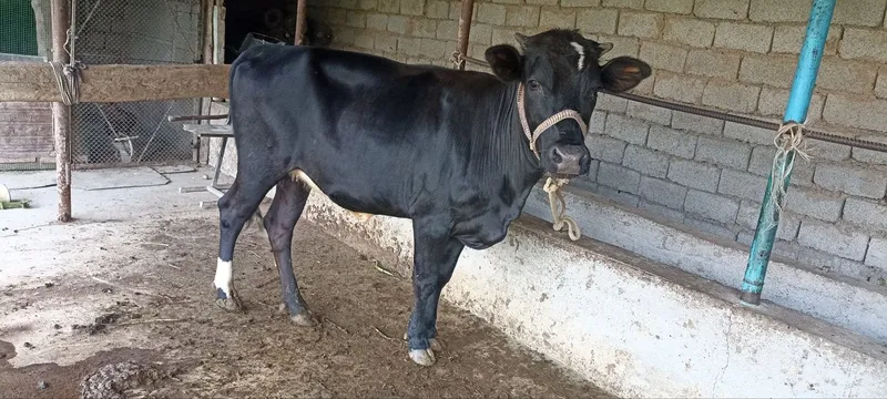 Qora mol sotiladi