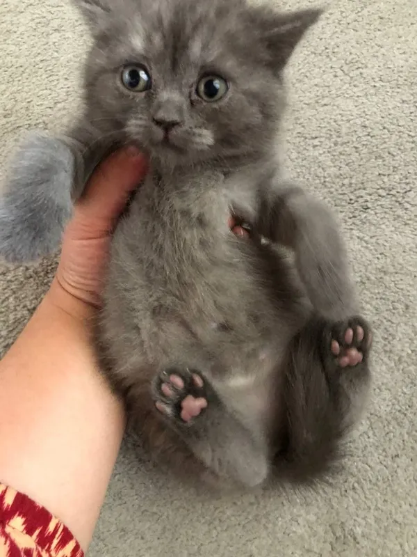Scottish fold Scottish straight — фото 2
