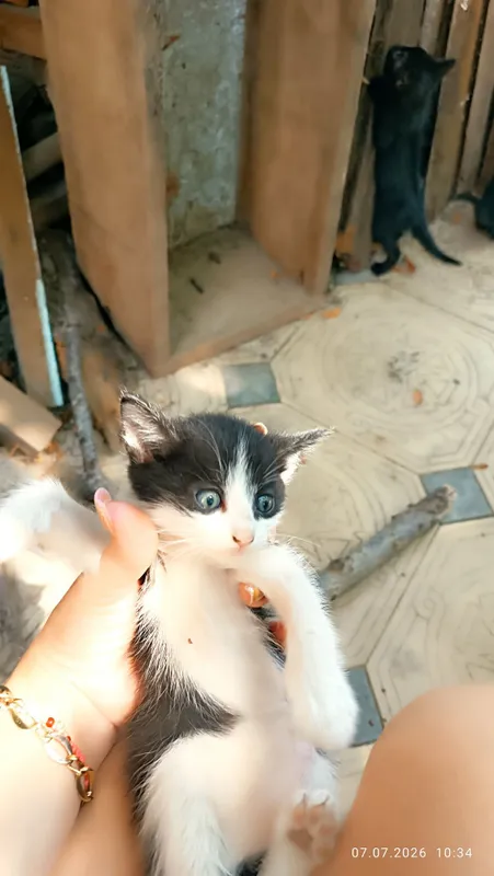 Котята, 3 мальчика и 1 девочка. Бесплатно 1 Котята, 3 мальчика и 1 девочка. Бесплатно 1