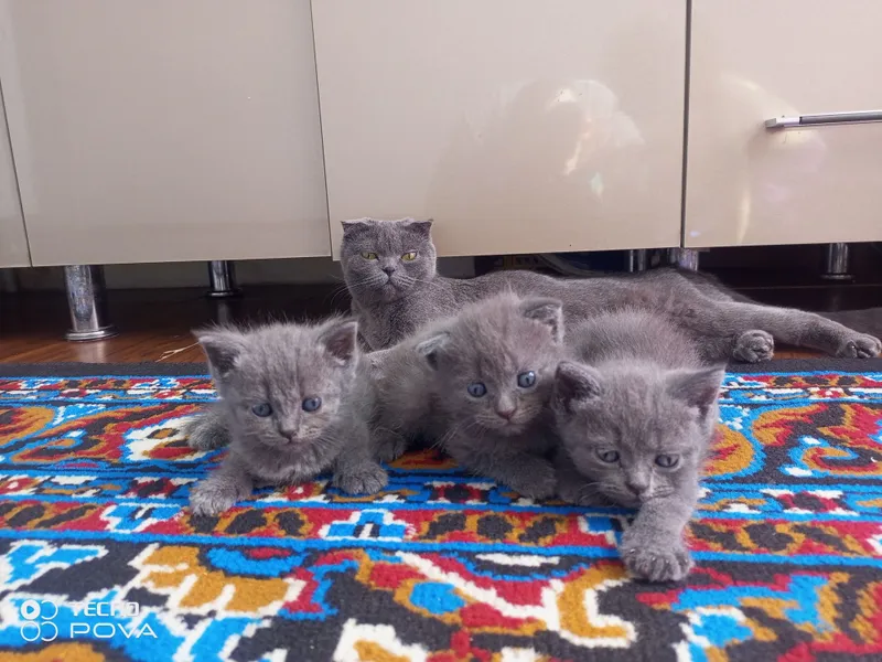 Продаются кошка и котята 2 Продаются кошка и котята 2