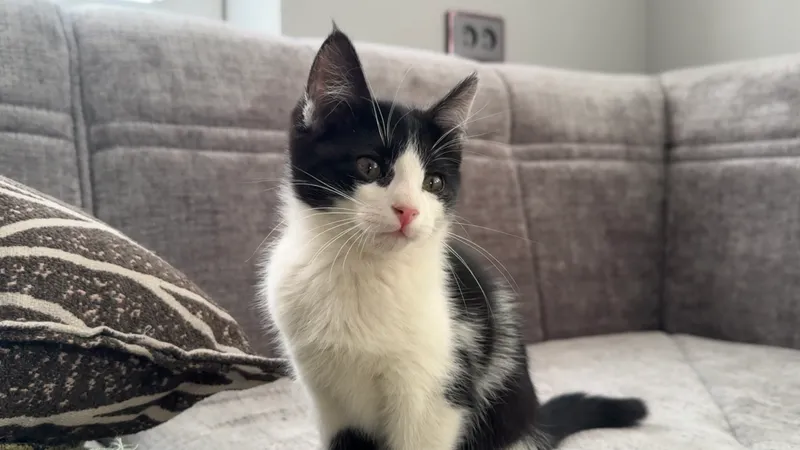 Котята по 2,5 месяца 3 Котята по 2,5 месяца 3