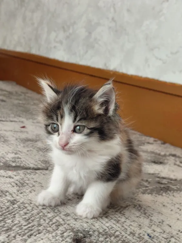 Mushuk bolasi sarik oq qora tigr — фото 1