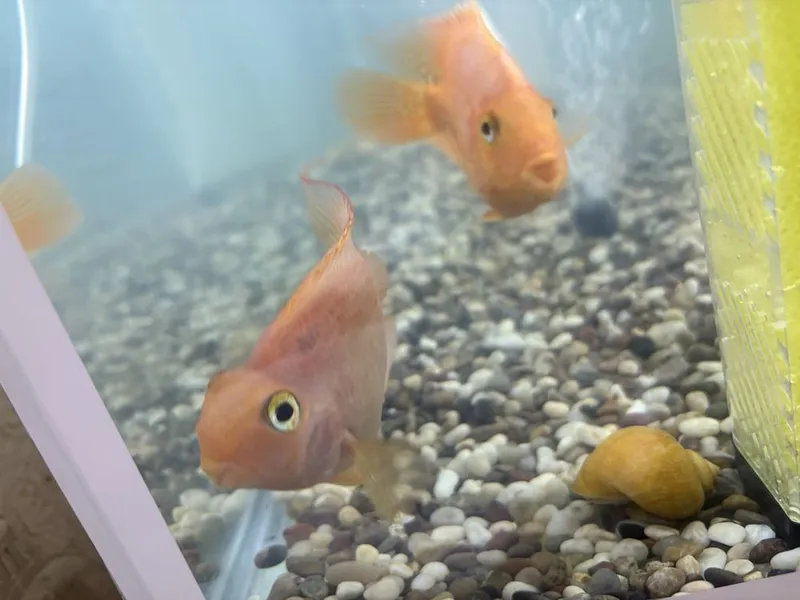 Рыба попугай red parrot fish 1 Рыба попугай red parrot fish 1