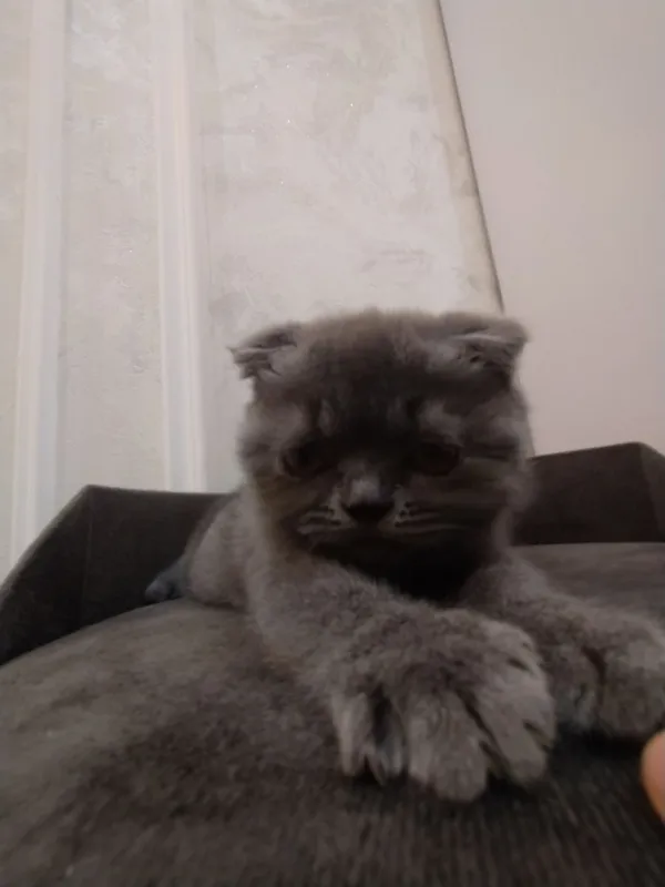 Продаются домашние котята 3
