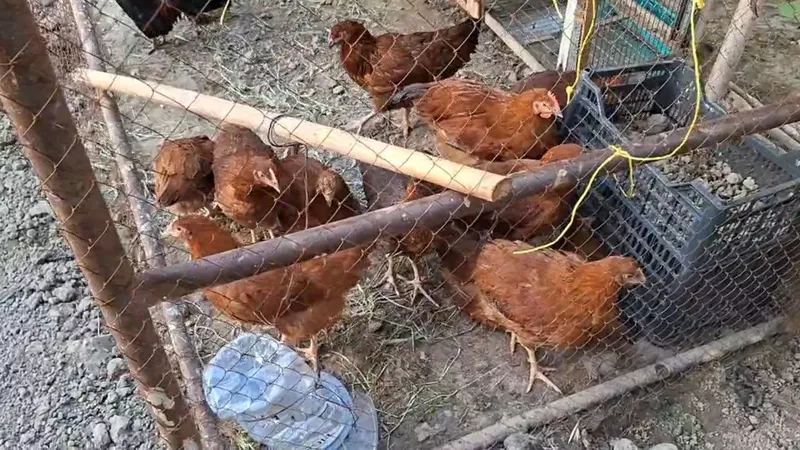 13 та Хан Хяп товук ва хорозлари сотилвотти.