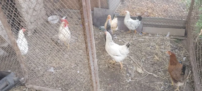 Продам кур домашних 3 Продам кур домашних 3