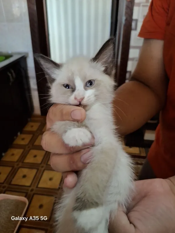 Продаются сиамские котята 2