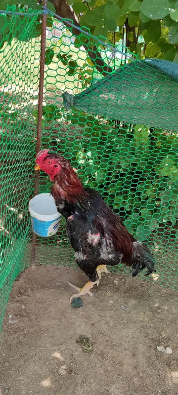 Бардовий сер жахил, тоза қон хўроз 1