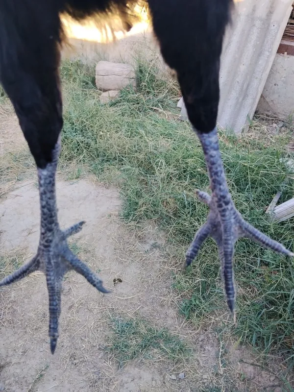 Ayam semani tovuq sotiladi koʻk tuhum 1 Ayam semani tovuq sotiladi koʻk tuhum 1