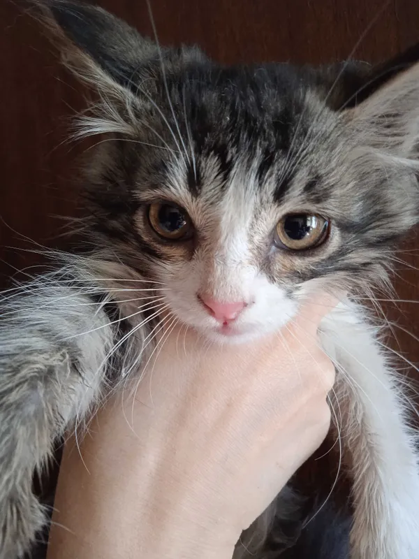 Норвежская лесная, девочка, 3 месяца. 7 Норвежская лесная, девочка, 3 месяца. 7