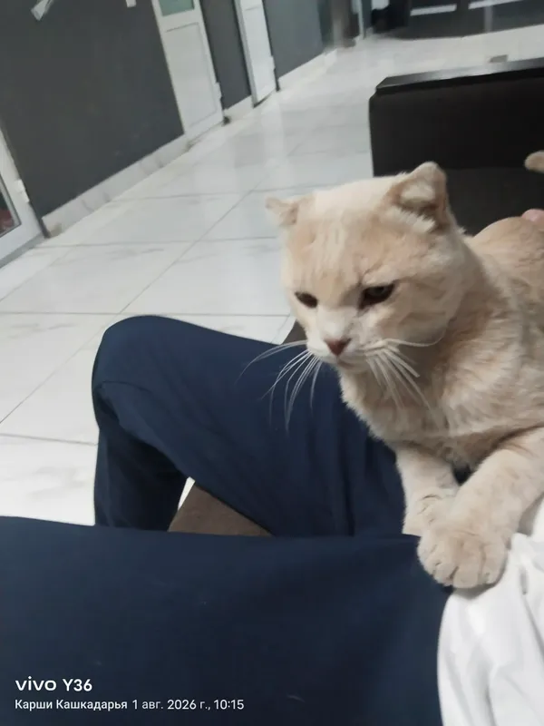 Продаётся — красивый кот Scottish Fold 4 Продаётся — красивый кот Scottish Fold 4