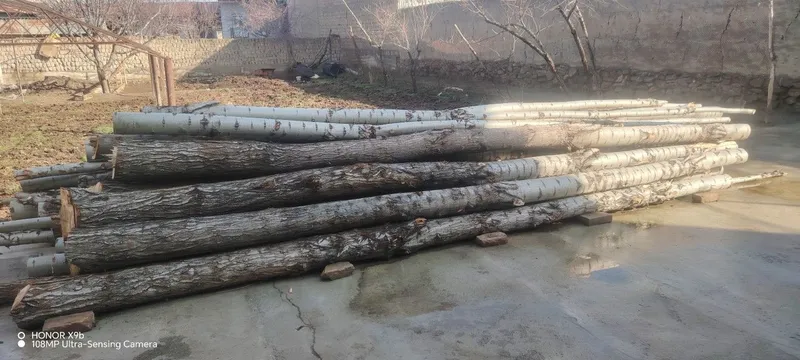 Болол сотилади 30 дона — фото 2