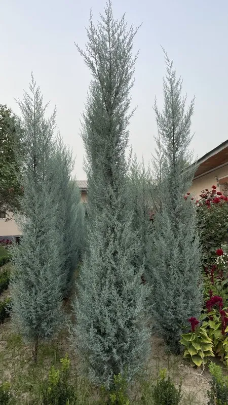 Sogʻlom koʻchatlar — фото 1