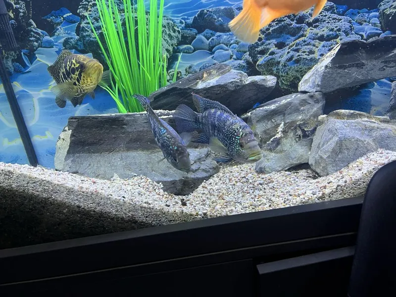 Akvarium va baliqlar hammasi sotiladi 2 Akvarium va baliqlar hammasi sotiladi 2