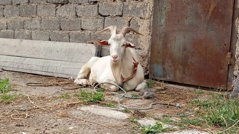 Zanen taka sotiladi 2 Zanen taka sotiladi 2
