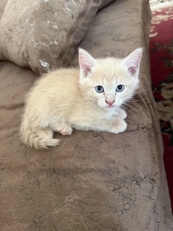 Котик мальчик -2 месяца — фото 3