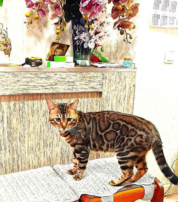 Бенгальские котята — фото 5