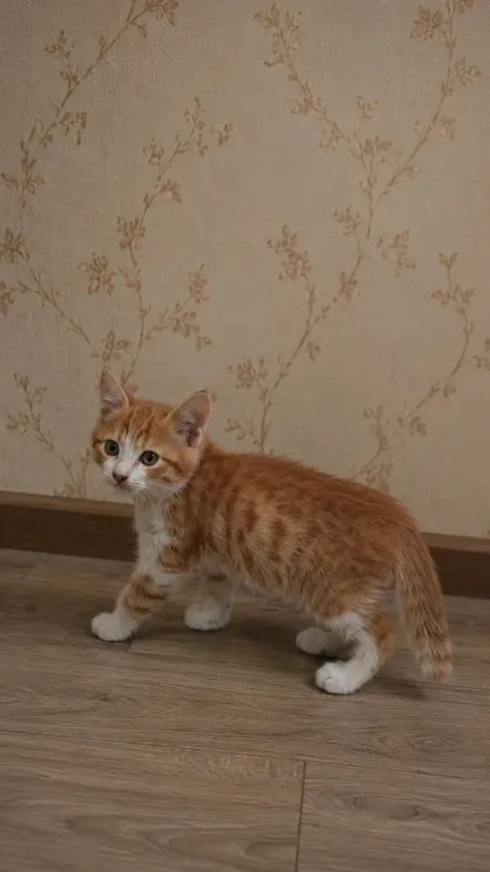 Пристраиваются котята 3