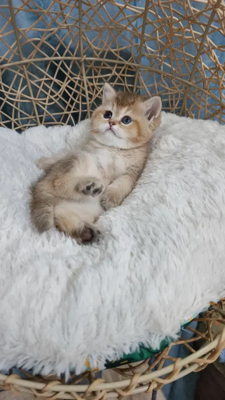 Продаётся чистокровная шотландская девочка скоттиш-страйт — фото 1